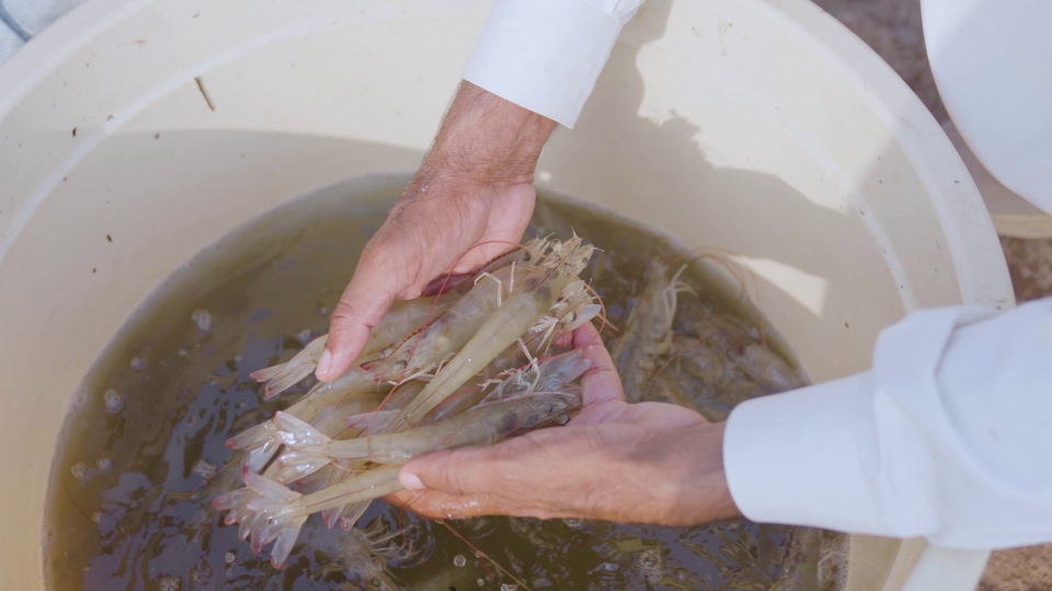 Shrimp