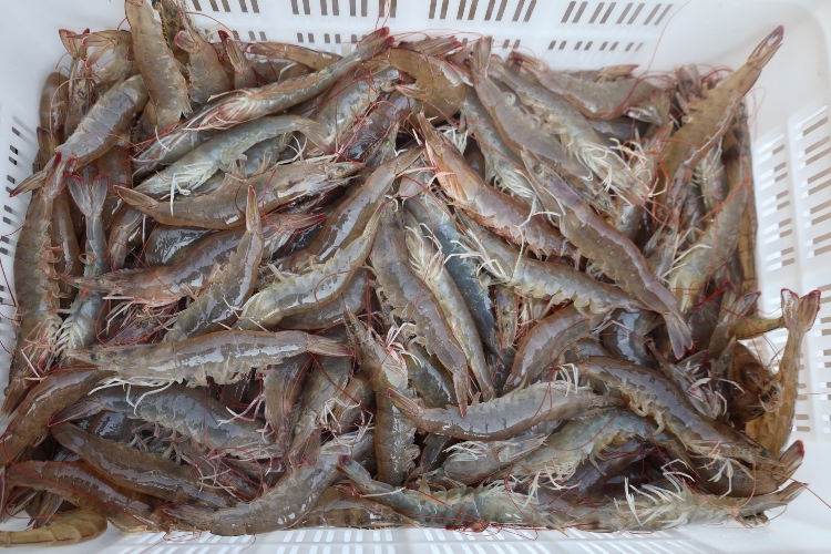Shrimp