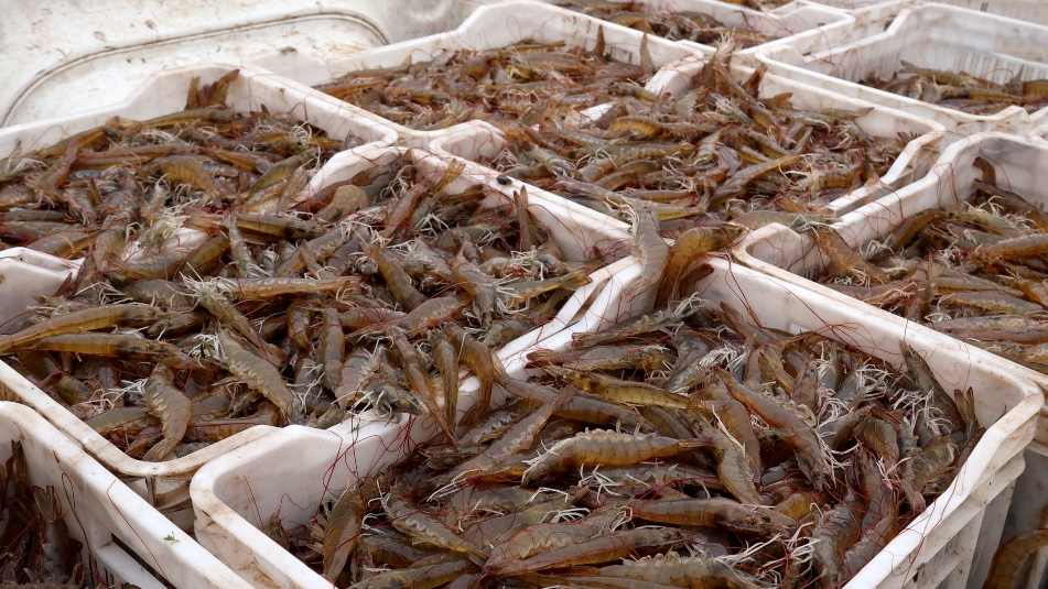 Shrimp