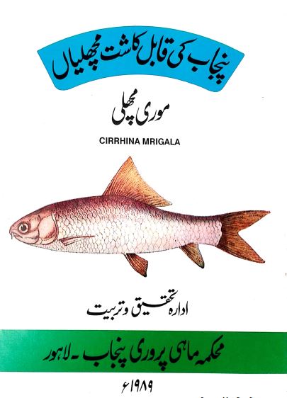 Punajb Culturable Fish Species Cirrhina Mrigala